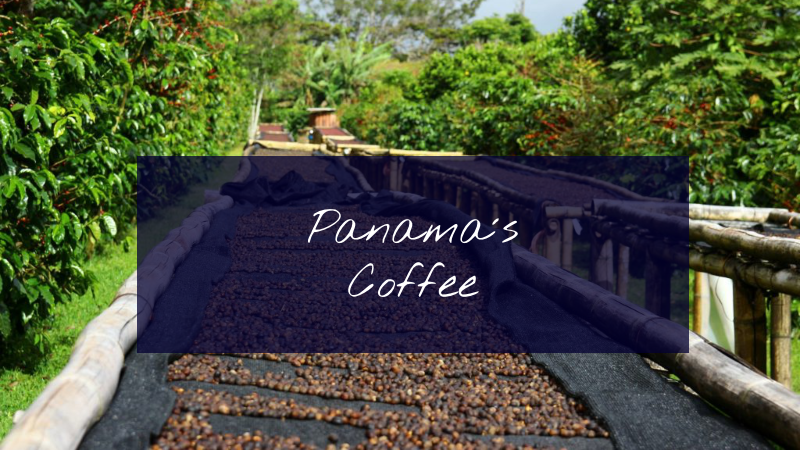 Panama: Where Coffee Sparks a World of Wonders